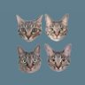 ふせせ profil fotoğrafı