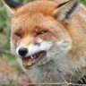 RabidFox 的头像