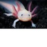 ThornySalamander ็ๅคดๅ