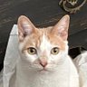 Profilbild von 🇺🇸Woke Patriotic Cats 🇺🇦🟧💙vote=power🦅