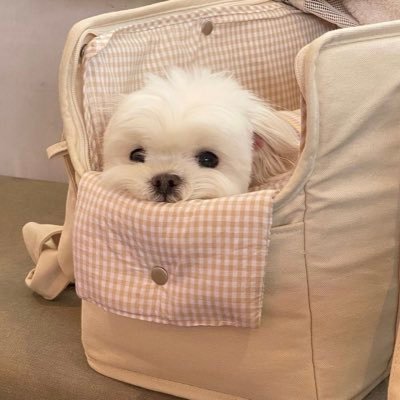 bbabepeachh's profile picture