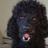 MINI profil fotoğrafı