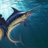 Rubric Marlin's profile picture