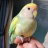 Фото профиля すぐ眠くなるタイプの鳥k
