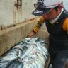 Angler Banyu Asin 的头像