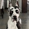 Hutch Breithaupt's profile picture