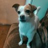 Бодяка_'s profile picture