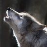 A Lone Reticuli Wolf (Hunker Down-I'm back💪 )🐺's profile picture