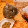 🐰ハムハム🐰's profile picture