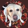 MokuMoku profil fotoğrafı