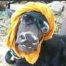 Profilbild von haryanavi dhauliya
