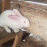 Imoh profil fotoğrafı