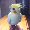 Profilbild von GO