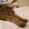 ももんが profil fotoğrafı