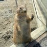 ココ 的头像