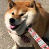 Profilbild von InZanedoggo
