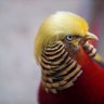 SuzanneFoubert's profile picture