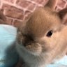 おもちうさぎ 🐰's profile picture