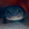 Фото профиля lizard of men