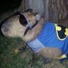 Profilbild von capivara123