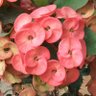 Фото профиля กันยวย
