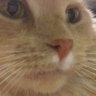 IE CHILE 22% ¡¡¡SOY BOTS, LLOREN ZURDOS QLOS's profile picture