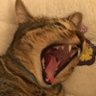 Profilbild von Pulga_Atomica
