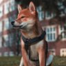 SanSan's profile picture