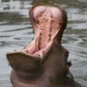 Prof-Hippo profil fotoğrafı