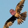 OG Black Falcon profil fotoğrafı