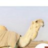 بن مطلق profil fotoğrafı