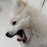 下町あいす profil fotoğrafı