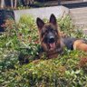 Lulu&Rookie profil fotoğrafı