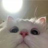 ตอบไลน์ไวกว่าไม่ค่อยเช็คDM 的头像