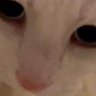 Sponk's profile picture