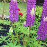 Фото профиля kari.spruce