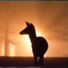 Daniel Thomas's profile picture