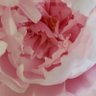 Elsie's profile picture
