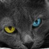 Profilbild von Igor N