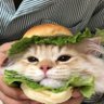 miav profil fotoğrafı