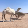 ماجد عايض's profile picture