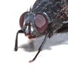 Hílon Mosco's profile picture