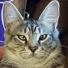 Nobes's profile picture