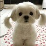 B.bunny's profile picture