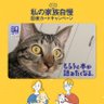 らむ🐈's profile picture