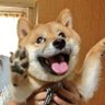 发展局's profile picture