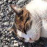 ねこの趣味部屋 profil fotoğrafı