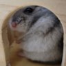 Profilbild von ひなまる🐹