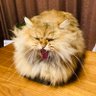 Profilbild von うにゃこ
