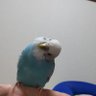 Profilbild von 弥生